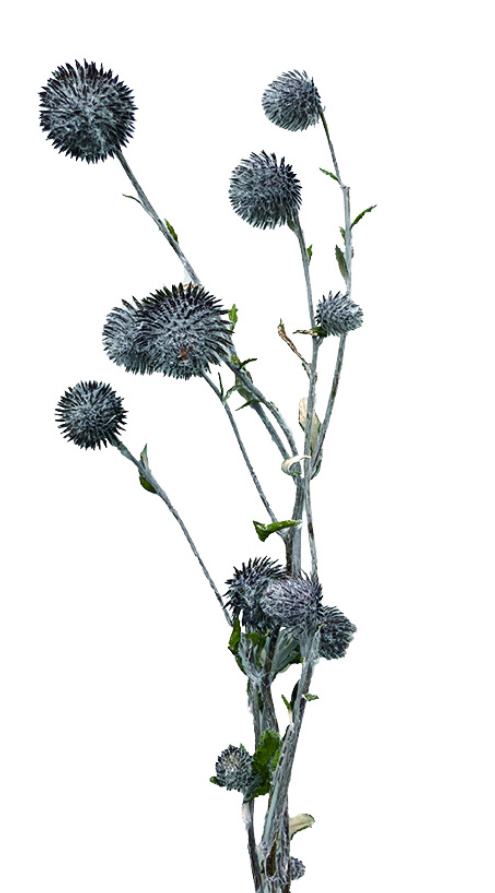 オヤマボクチ　ナチュラル　17398