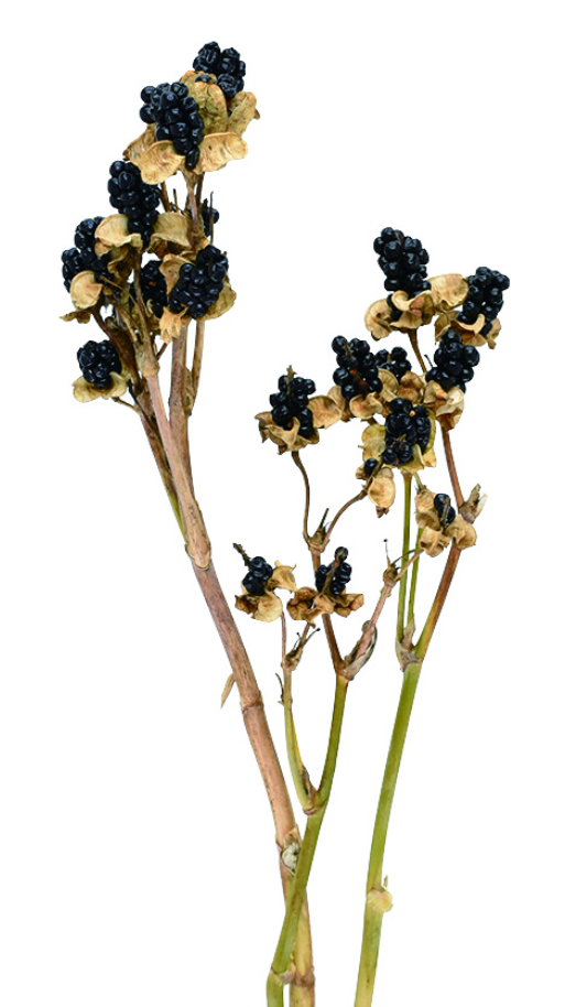 ヒオウギ　ナチュラル　17400