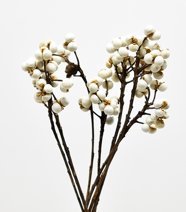 タロウベリー  ナチュラルホワイト 17401