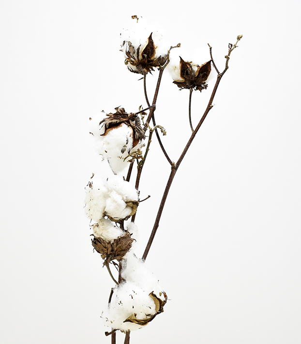 アメリカンコットン　ナチュラルホワイト　17402