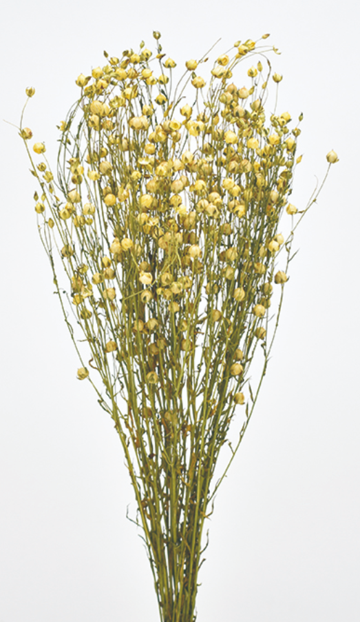 フラックス　ドライ　ナチュラル　17406