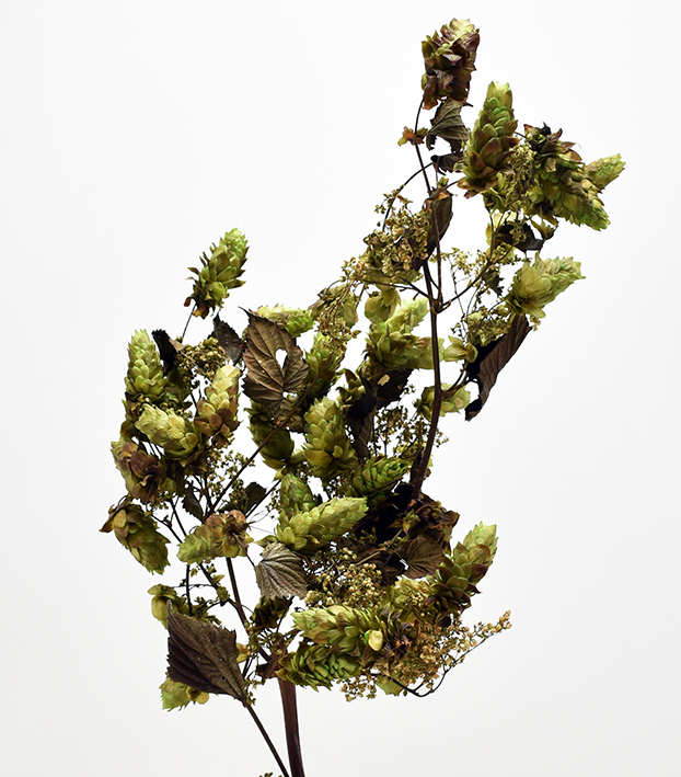 ホップ・プリザーブド　グリーン　17412