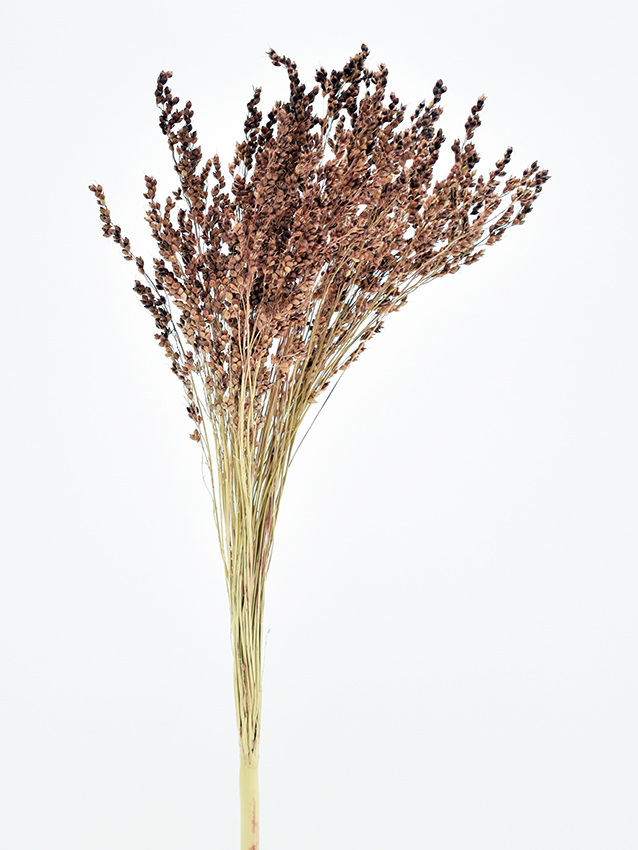 ブルームコーン　ナチュラル　17417