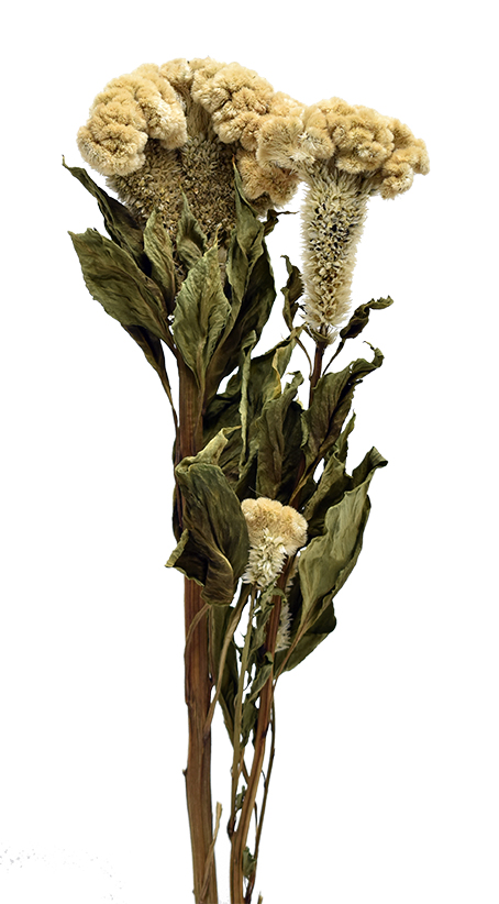 セロシア　ナチュラル　17419