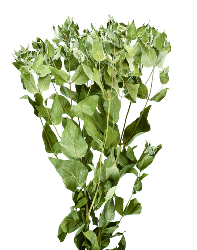 マウンテンミント　ナチュラル　17421