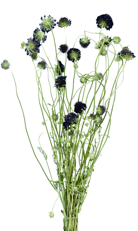 スカビオサ・ブラック　ナチュラル　17422