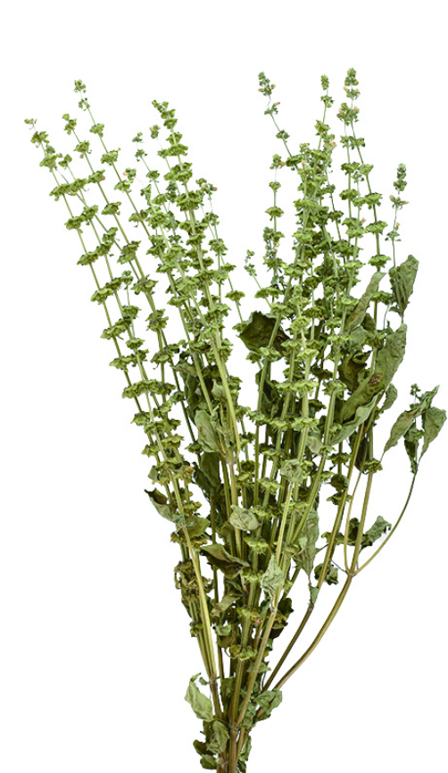 バジルシード　ナチュラル　17423