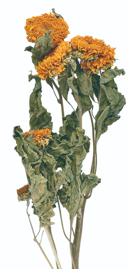 ひまわり　八重咲国産　17447