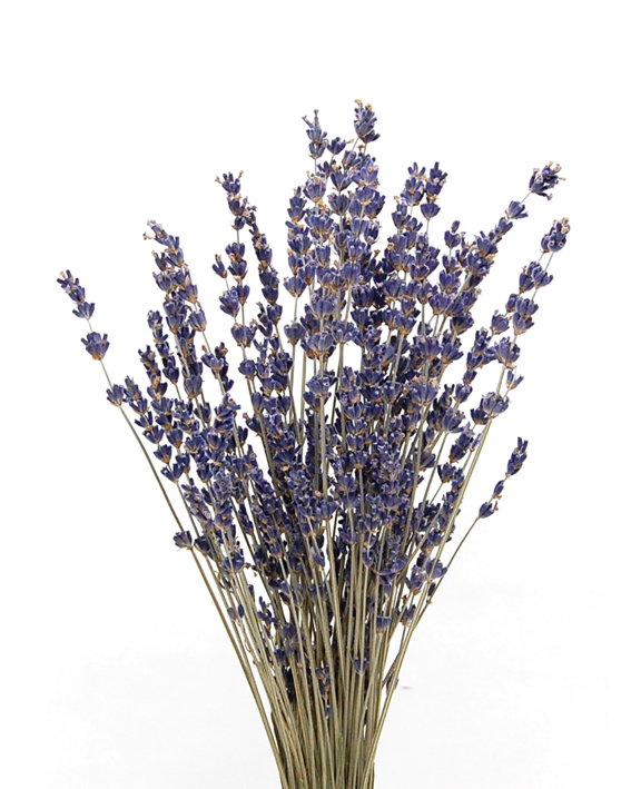 ラベンダー E Uエクストラブルー　17516