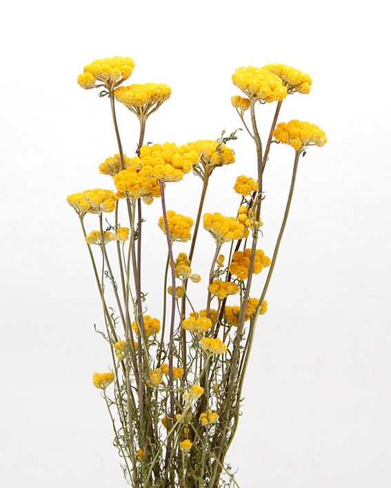 ローナス　ナチュラル　17517