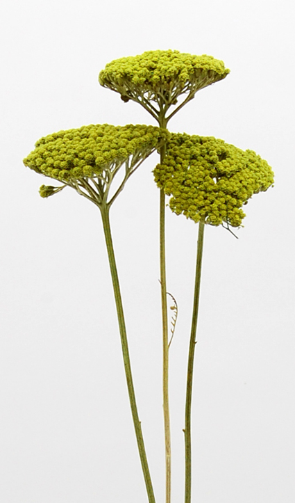 アキレア　オリーブ