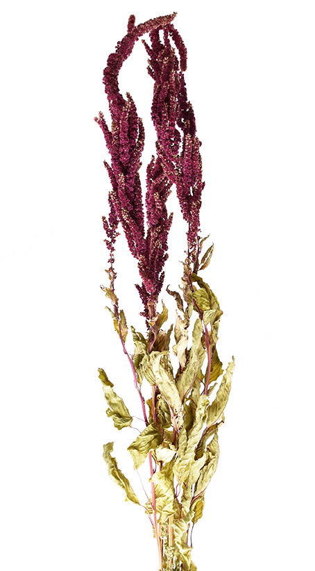 ヒモケイトウHL　N.レッド　17533