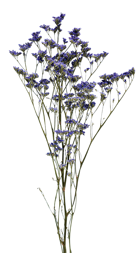 リモニュームHL　N.ブルー　17535