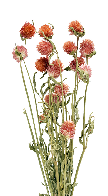 センニチコウHL・ショートステム　N.オレンジ　17539