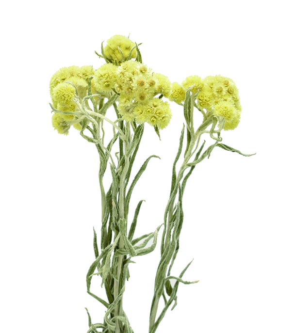 アナハリス　N.イエロー　17541