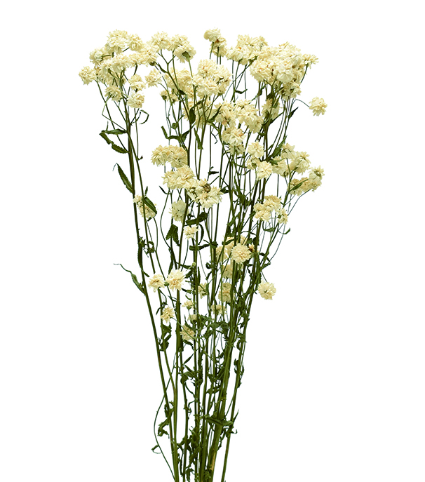 アキレア・プルタミカ　ナチュラル　17542