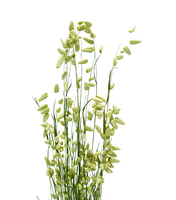 ブリザマキシマ　ナチュラル　17543