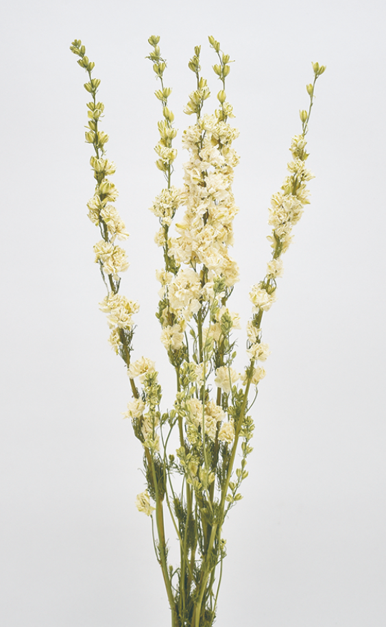 デルフィニューム　ナチュラルホワイト　17546