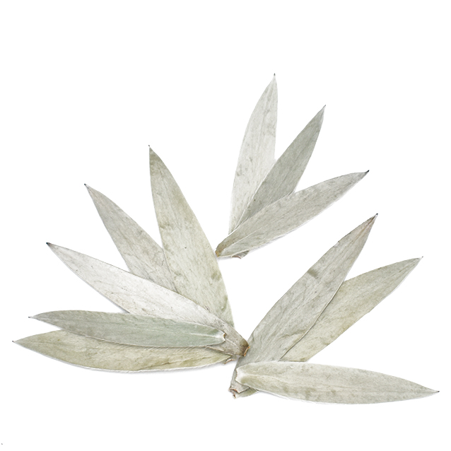 シルバーリーフ・プレス　ナチュラル　17602