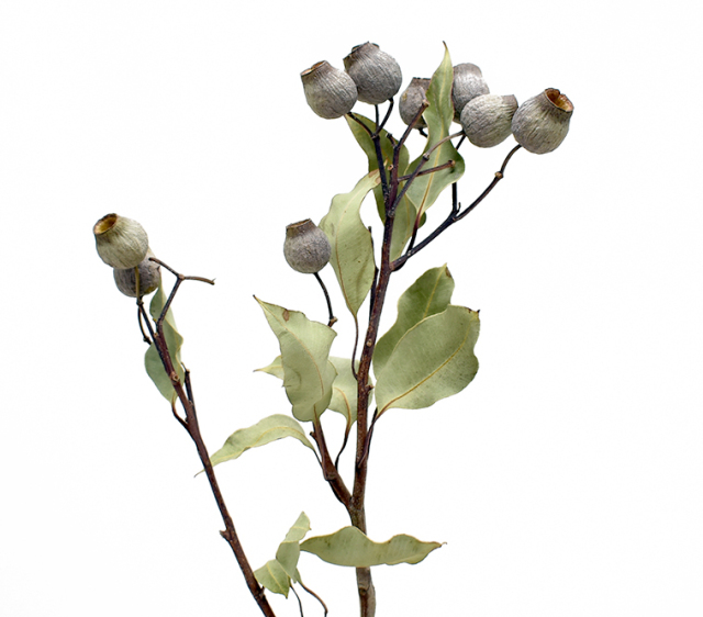 ガンベルズ・リーフ付き　ナチュラル　17603