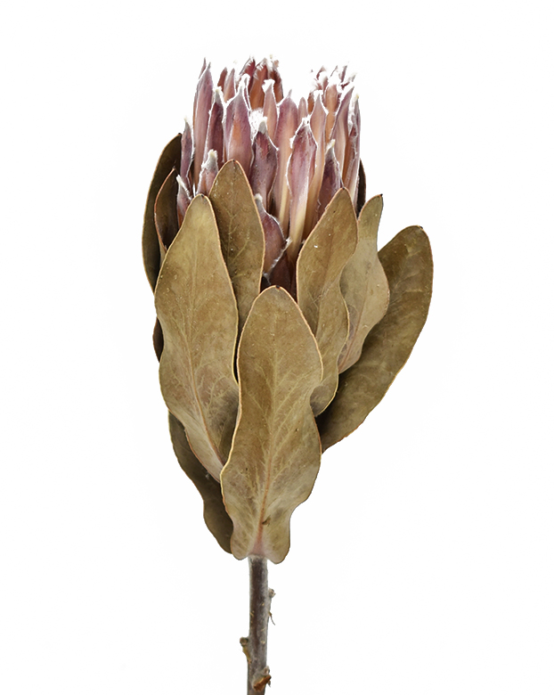 プロテア・レディディ　ナチュラル