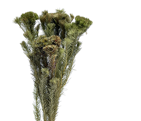 アルビフローラ・グリーンヘッド　ナチュラル　17613