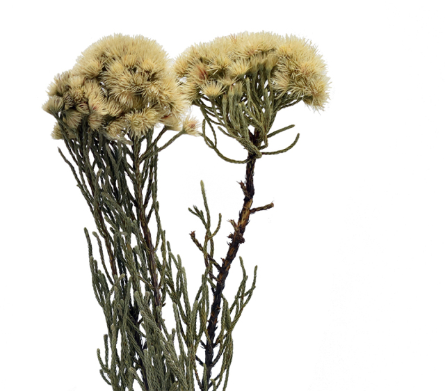 ネベリアフラワー・バラセア　ナチュラル　17615