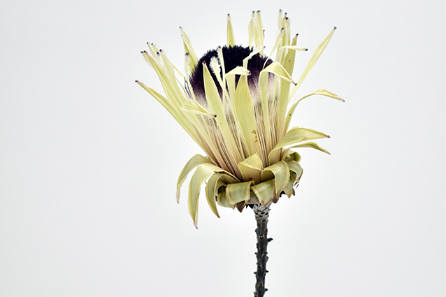 プロテア　ホワイトプライド　ナチュラル　17620