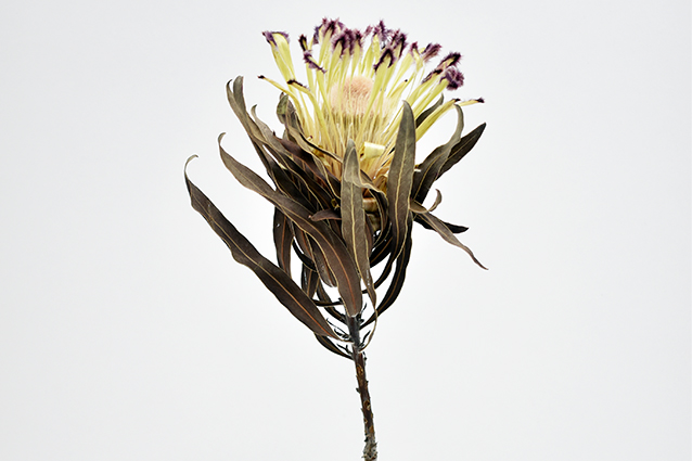 プロテア　ライムライト　ナチュラル　17621