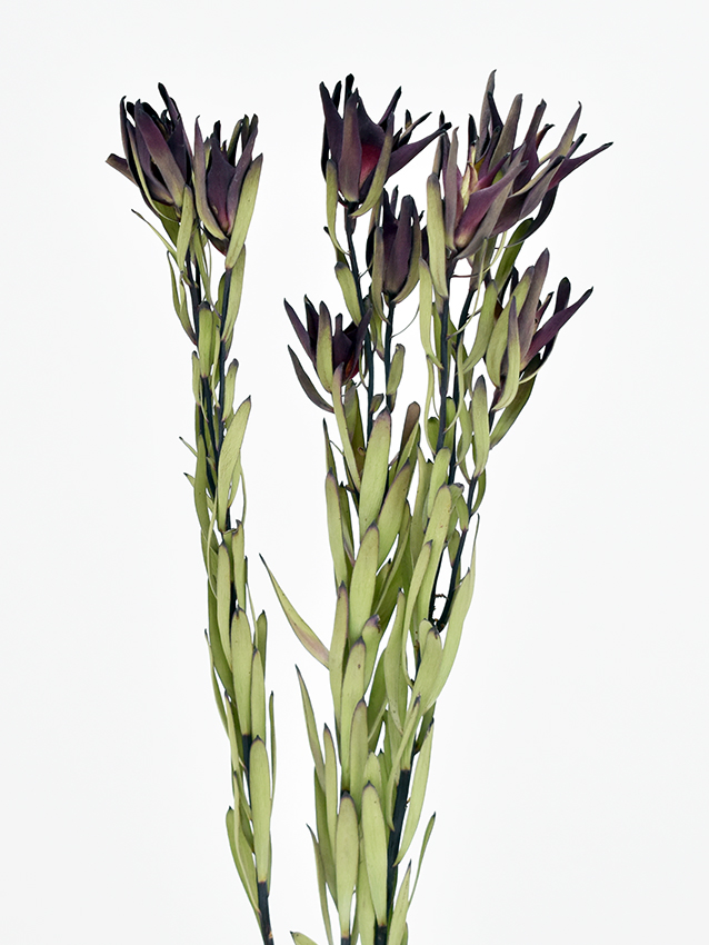 LDブラッシュスプレー　ナチュラル　17625