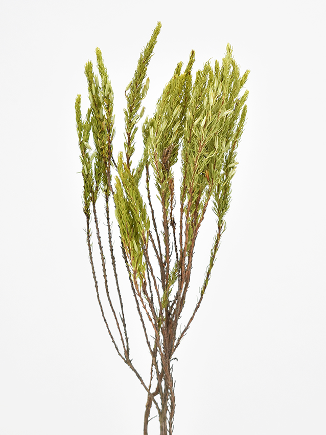 エリカ・フランケネディ　ナチュラル　17626