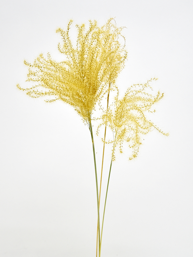 エキノクロア・トウトウ　ナチュラル　17627