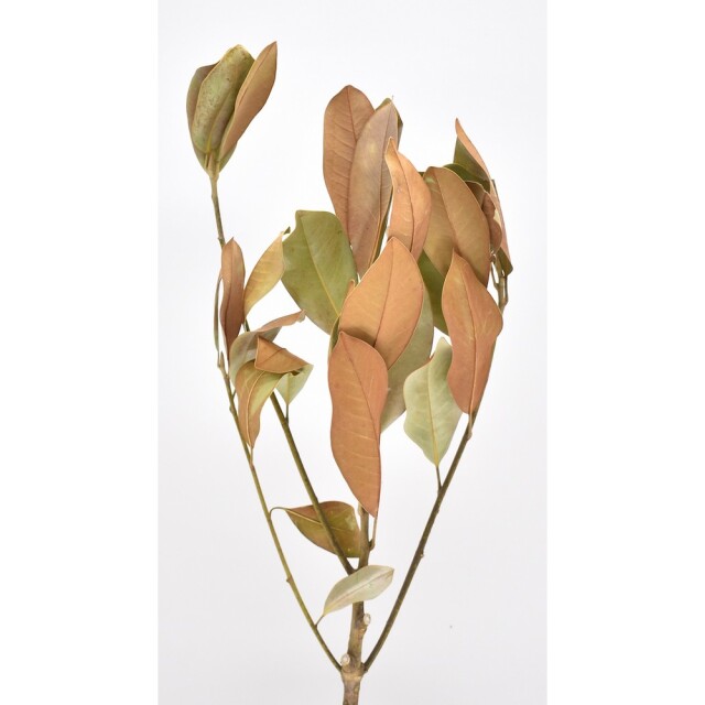 タイサンドク　ナチュラル　17647