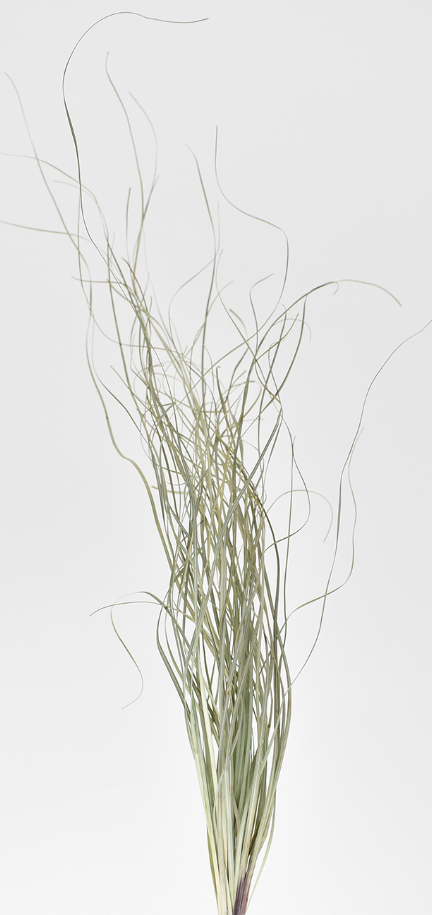 ベアグラス　ナチュラル　17652