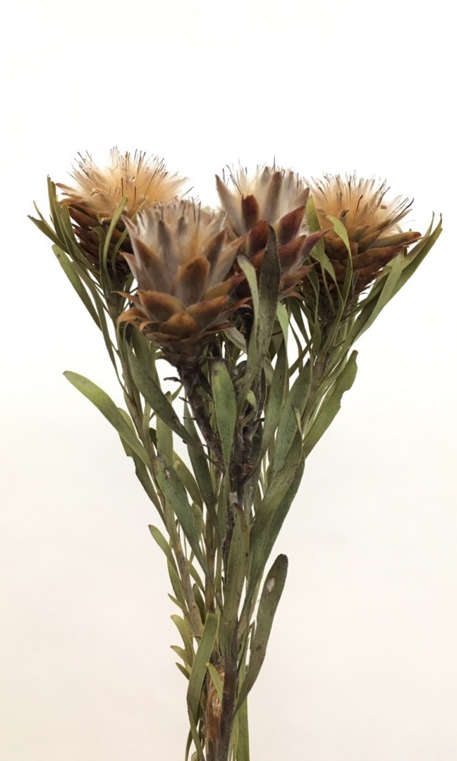 大きめサイズ❇️プルモサム❣️ドライフラワー リューカデンドロン プルモーサムの Dry Flower（5ヘッド） その他素材