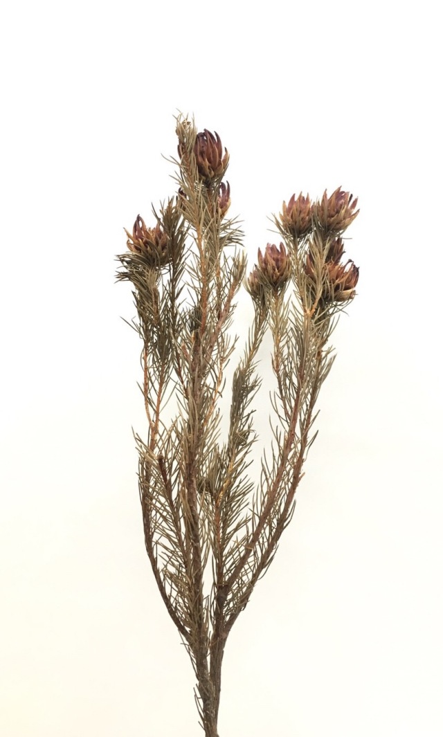 プロティア・ナナ　ナチュラル