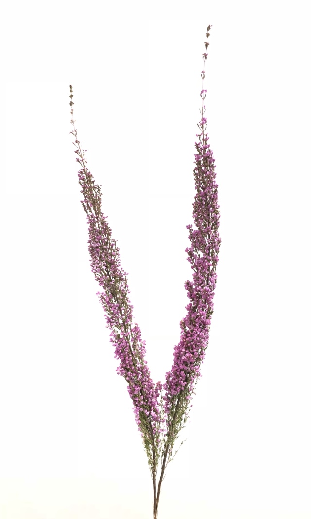 エリカ・ピンクブリス　N