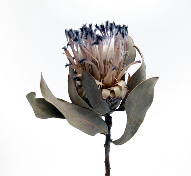 プロテア・ディディ  ナチュラル