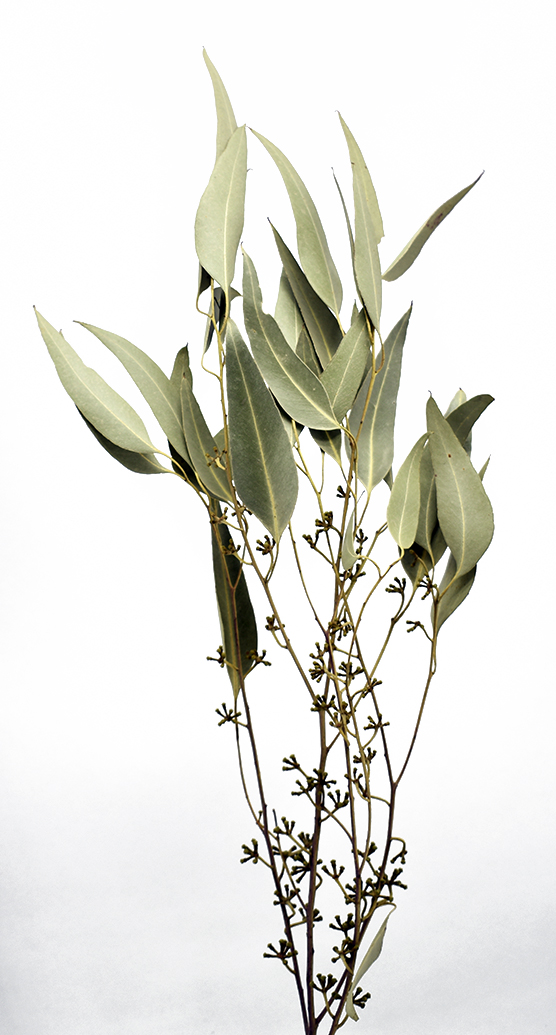 ウィローユーカリ・実付き　ナチュラル