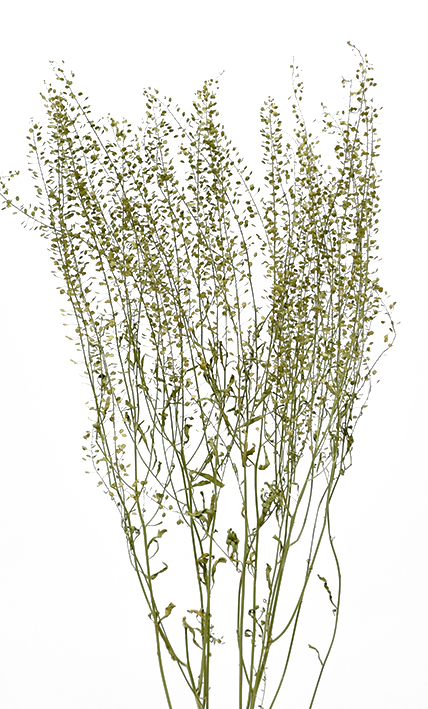 グリーンベル　ナチュラル