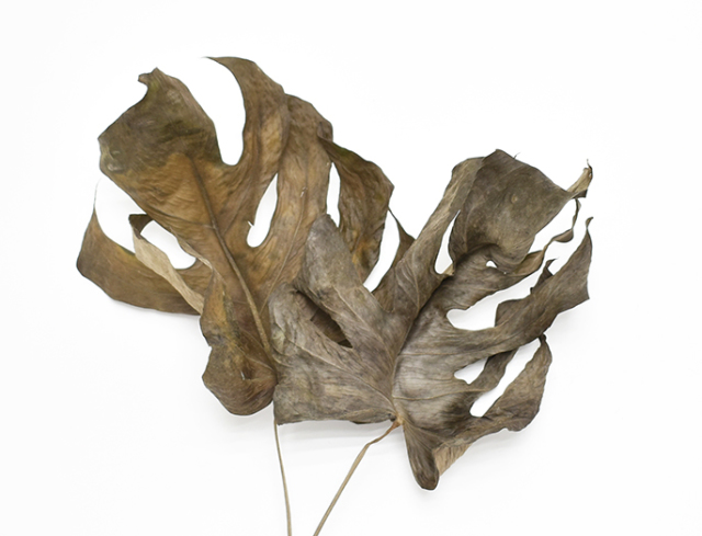 モンステラ・リーフ　ナチュラル