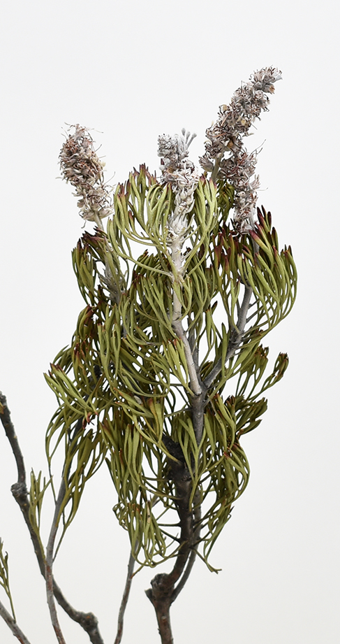 ファラノモス・ディスペンサス　Ｎ