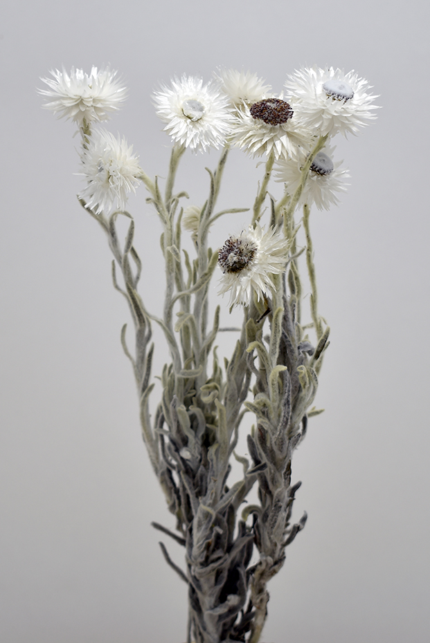 ケープスノー　ナチュラル　17791