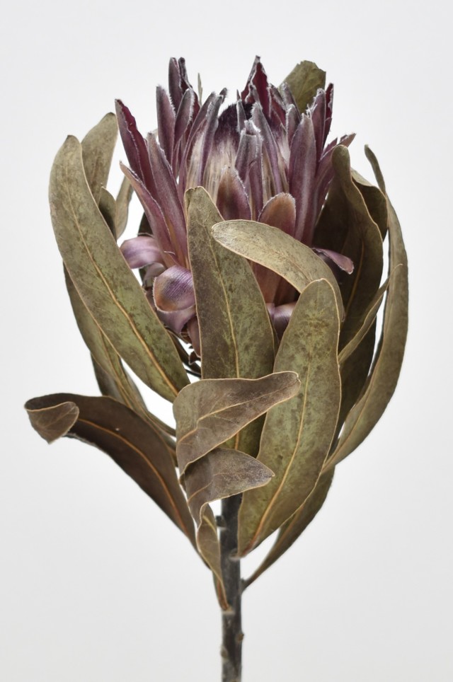 プロテア・ピンクアイス　ナチュラル　17794