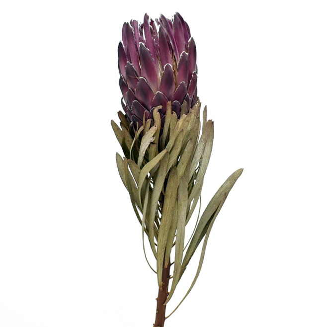 プロテア・ヴィーナス　ナチュラル　17798