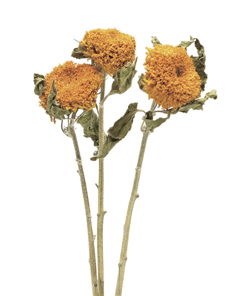 ひまわり・八重　ナチュラル　18005