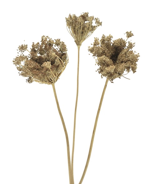 アピアレス・大　ナチュラル　18007