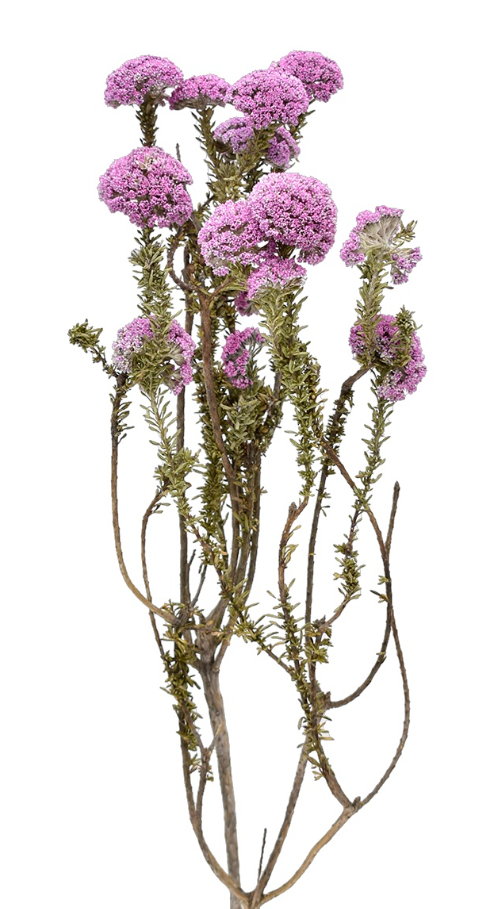 メタナシア　ラベンダー　18011