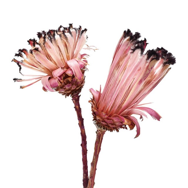 ネリフォリア　レッド　18014