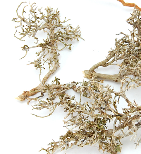 シーブッシュ　ナチュラル